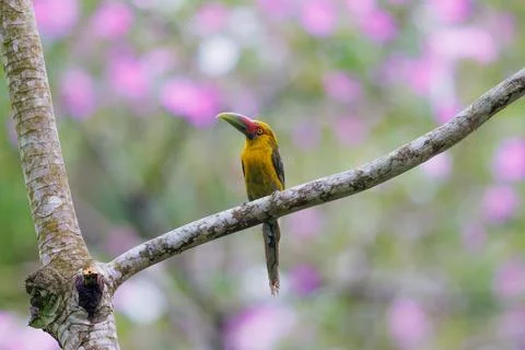 Saffron Toucanet perched on a tree with flowering trees in the background Stock Photos
