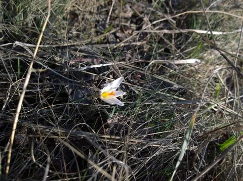 Saffron white flowers (Crocus spring) Stock Photos