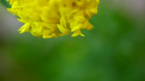 Saffron yellow flower in a shift motion macro video Stock Footage 39109906