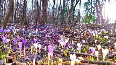 Saffrons, pan right Stock Footage 74127230