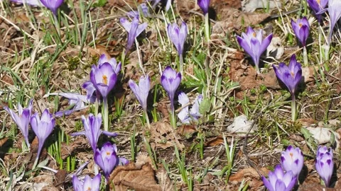 Saffrons in sapling Stock Footage 155245648