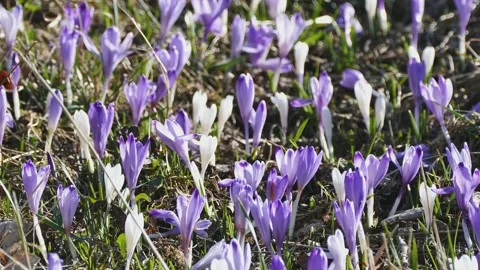 Saffrons in sapling, UHD 4K Stock-Footage 154860625