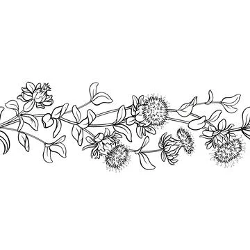 Saflower Outline Horizontal Seamless Pattern. 스톡 일러스트
