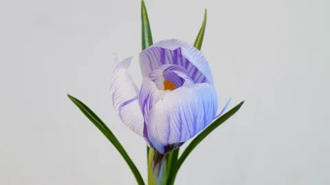Safran blossoming on white background Stock Footage 89757384