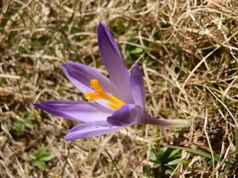 Safron Foto stock
