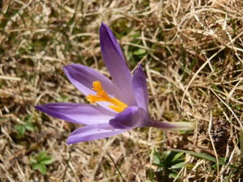 Safron Foto stock