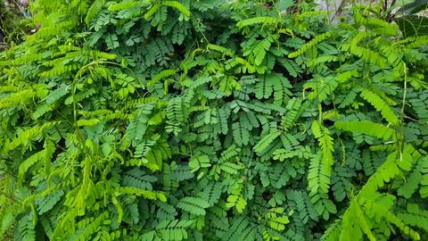 Saga tree is a tree whose fruit resembles a petai with small red seeds. Foto stock
