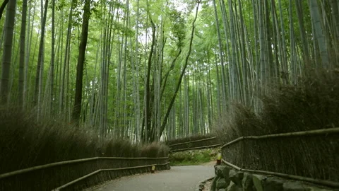 Sagano in Arashiyama Stock Footage 239214814