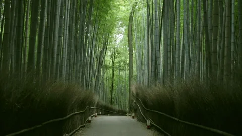 Sagano in Arashiyama Stock Footage 239214951