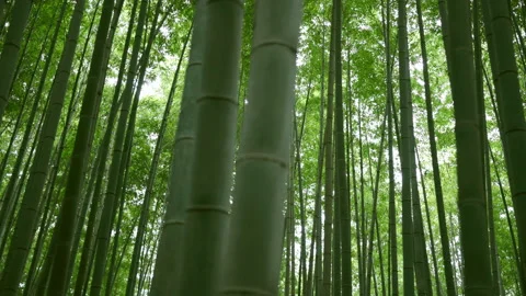 Sagano in Arashiyama Stock Footage 239215012