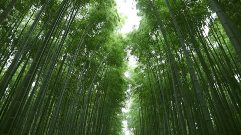 Sagano in Arashiyama Stock Footage 239215096