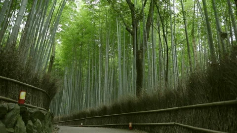 Sagano in Arashiyama Stock Footage 239215490