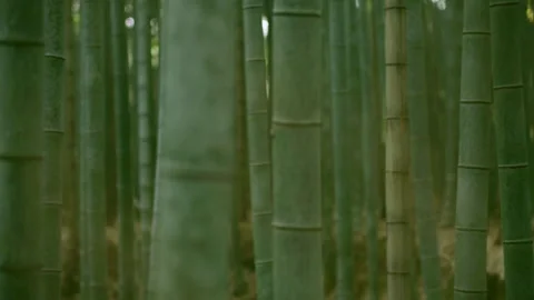 Sagano in Arashiyama Stock Footage 239215917