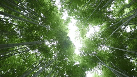 Sagano in Arashiyama Stock Footage 239215918