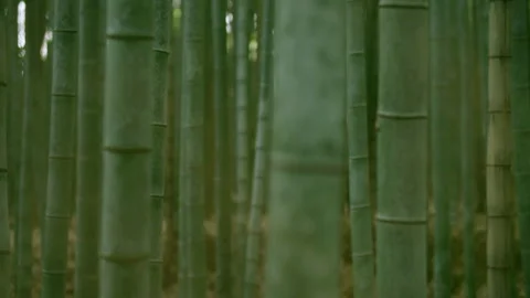 Sagano in Arashiyama Stock Footage 239216165