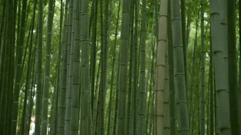 Sagano in Arashiyama Stock Footage 239216501