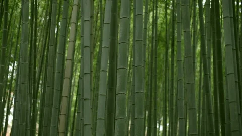Sagano in Arashiyama Stock Footage 239216544