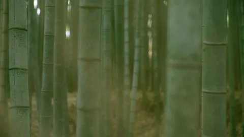 Sagano in Arashiyama Stock Footage 239216939