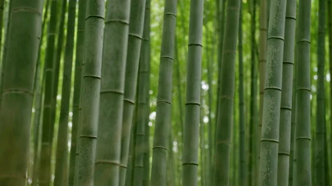 Sagano in Arashiyama Stock Footage 239217399