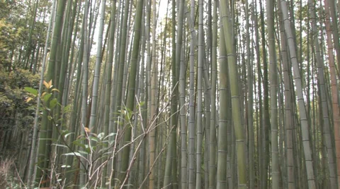 Sagano bamboo forest Stock Footage 39422721