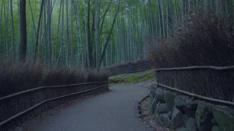 Sagano Bamboo Forest Vídeo Stock 84591654
