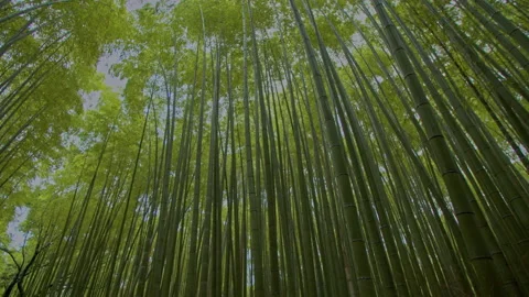 Sagano bamboo forest looking up 2 Stock Footage 133150200