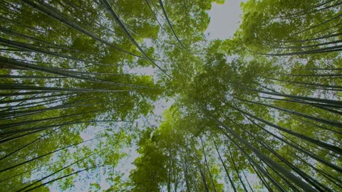 Sagano bamboo forest looking up straight Stock Footage 133152249