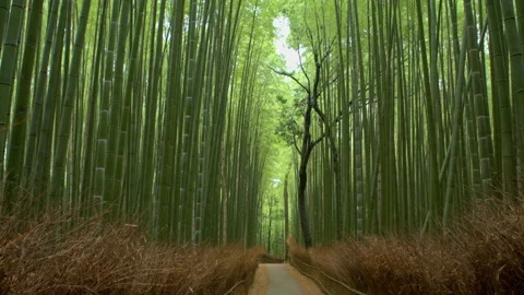 Sagano bamboo forest tilt down 2 Stock Footage 133147169