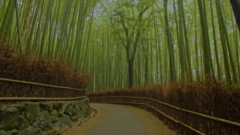 Sagano Bamboo forest tracking in 2 Stock Footage 133152959