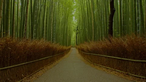 Sagano bamboo forest tracking in 3 Stock Footage 133151081