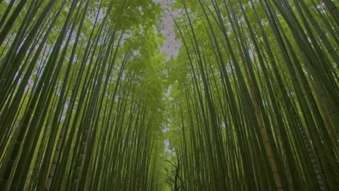 Sagano bamboo forest tracking in and tilting down Vídeo Stock 133148658