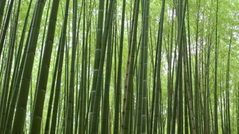 Sagano forest tilt down Stock Footage 133146808