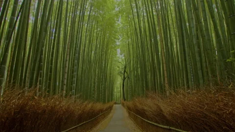 Saganoi Bamboo forest tracking in 4 Stock Footage 133150433