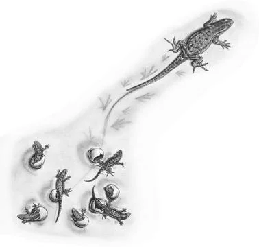Sagbrush Lizard with hatchlings Stock Illustration