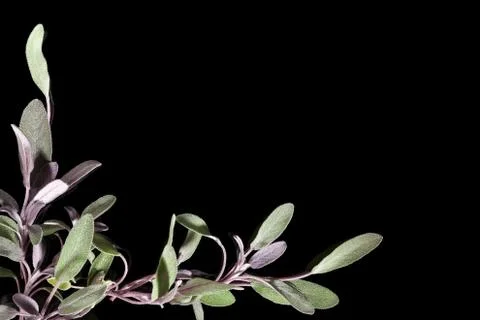 Sage background with copy space. Stock Photos