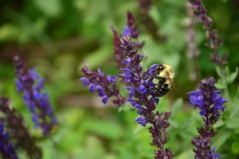 Sage with Bee Foto stock