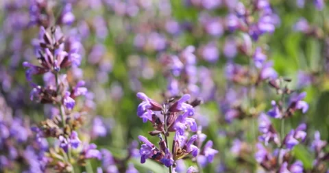 Sage blossom close Stock Footage 277076578