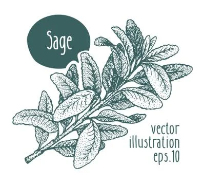 Sage branch. Vector illustration for design menu, packaging and recipes. Hand Stock Illustration