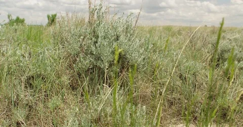 Sage brush and grass in summer breeze Stock Footage 83457904