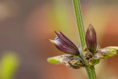 Sage bud breaks open Stock Photos