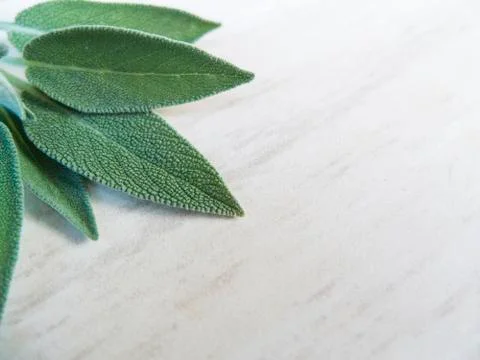 Sage canvas Stock Photos
