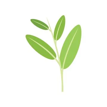 Sage cedar icon flat vector. Mint tea Stock Illustration