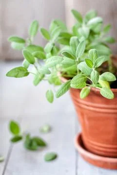 Sage in a ceramic flower pot Stock Photos