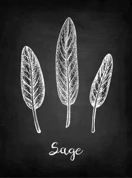 Sage chalk sketch. Illustrazione stock