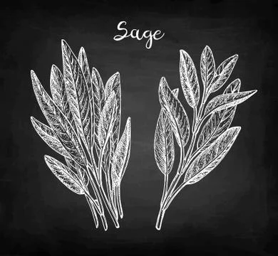 Sage chalk sketch Stock Illustration