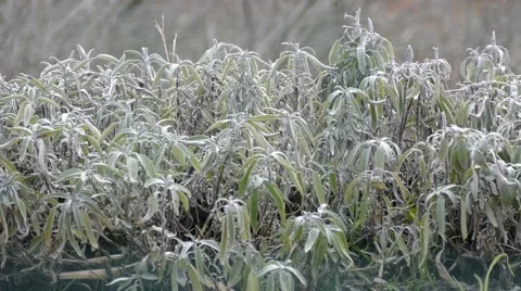 Sage Close Up Video stock 46970294