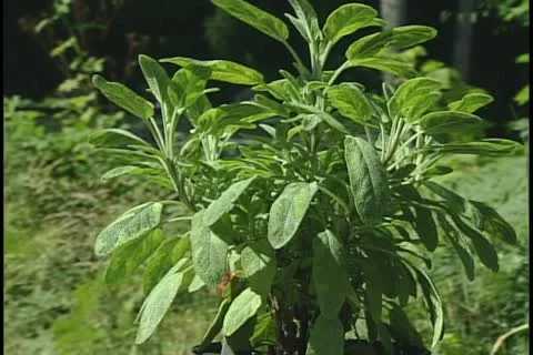 Sage crane shot 库存影片 11633134