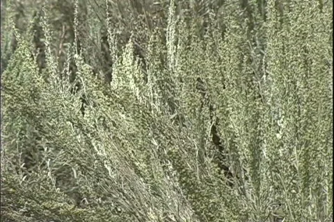 Sage-cu Video stock 820095