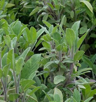 Sage - culinary herb Stock Photos