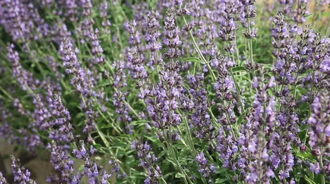 The sage desert bush on a wind 動画素材 66419967